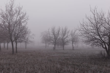 Autumn landscape with trees in thick fog and frost on the branches.の写真素材