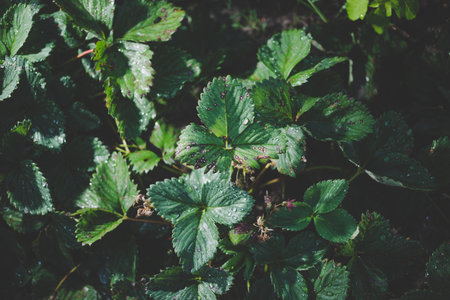 Infection of strawberry leaves with fungus. Strawberry disease - brown and red spots.の写真素材