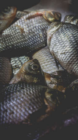 A pile of dead crucian carp in the sink. Cooking fish dishes process.の写真素材
