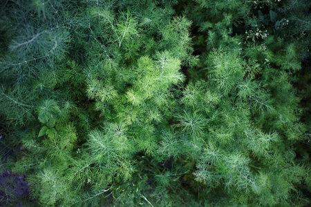Fresh green young dill in the garden at sunset