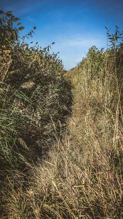 A path among the reeds along the lake in the autumn. Photo toned with vignetting.