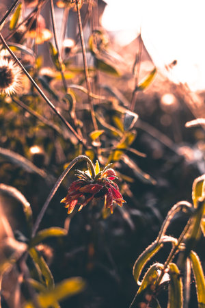 Beautiful dry flower covered with hoarfrost