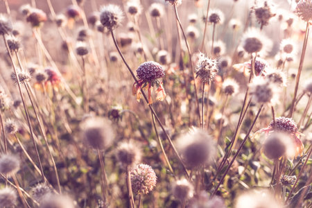Beautiful dry flower covered with hoarfrost
