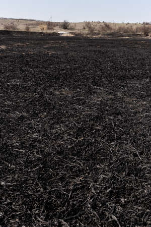 Scorched reed field. Consequences of careless handling of fire. The result of human contact with nature.の写真素材