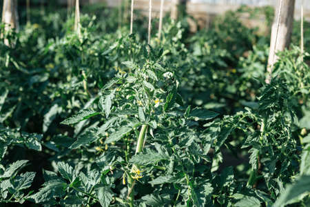 Homemade greenhouse with green unripe tomatoes. Home gardening conceptの写真素材
