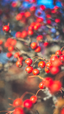 Beautiful bright red berries of hawthorn in late autumn. The photo was taken with an old manual...