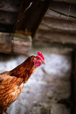 Chickens on the farm. Toned, style, color photoの写真素材