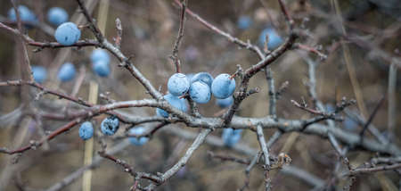 Blue berries of blackthorn on a bush in the autumn. Photo taken with an old Soviet lens.の写真素材