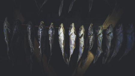Dry fish hanging on a rope in a dark room. The concept of cooking dried fish at home.の写真素材
