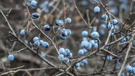 Blue berries of blackthorn on a bush in the autumn. Photo taken with an old Soviet lens.の写真素材