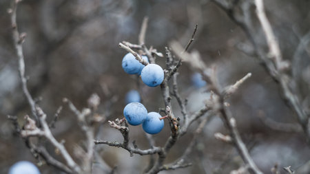 Blue berries of blackthorn on a bush in the autumn. Photo taken with an old Soviet lens.の写真素材