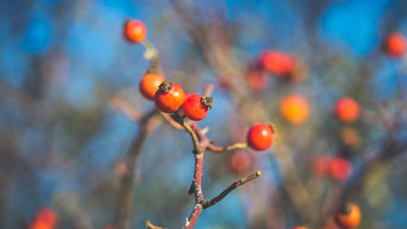 Beautiful wild rose hips in late autumn. Shooting with a Soviet manual lens.