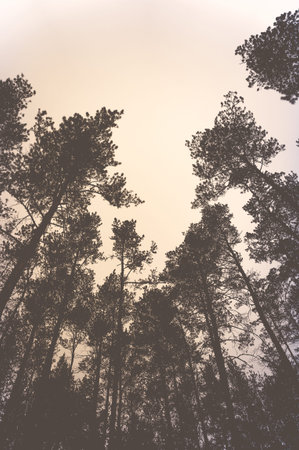 The tops of the trees in the pine forest. Preparation for design
