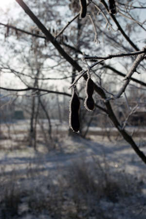 Acacia seeds covered with hoarfrost. Plants in winter time.の写真素材