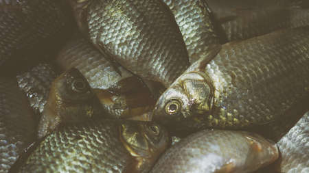 A pile of dead crucian carp in the sink. Cooking fish dishes process.の写真素材