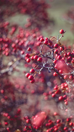 Beautiful bright red berries of hawthorn in late autumn. The photo was taken with an old manual Soviet lens.の写真素材