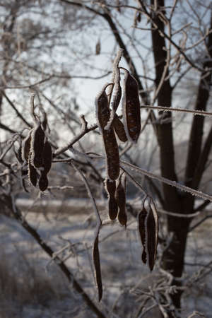 Acacia seeds covered with hoarfrost. Plants in winter time.の写真素材