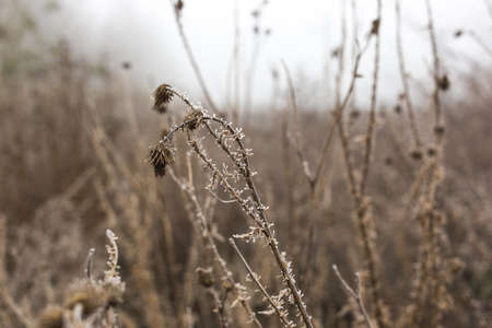 Field of grass and flowers covered with hoarfrost.の写真素材
