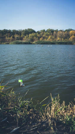 A group of swans on a small lake in the autumn. Fishing tackle with a green bell in the foreground out of focus. Photo toned with vignetting.の写真素材