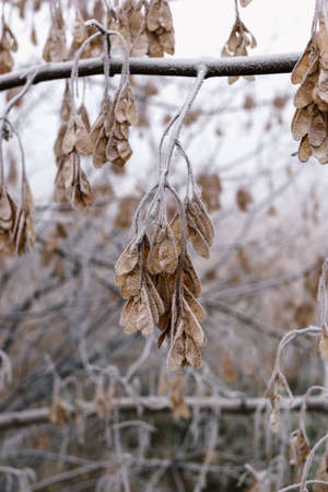 Maple seeds on a branch in hoarfrostの写真素材