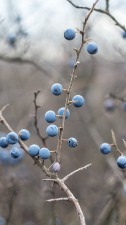 Blue berries of blackthorn on a bush in the autumn. Photo taken with an old Soviet lens.