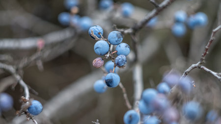 Blue berries of blackthorn on a bush in the autumn. Photo taken with an old Soviet lens.の写真素材