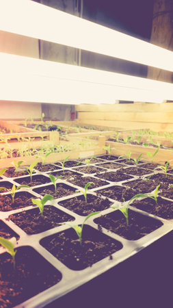 Growing seedlings in wooden and cardboard boxes under white LED lamps at home.