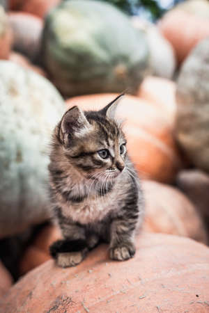Cute gray kitten sitting on a pile of pumpkins.の写真素材