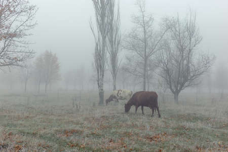 Walking the cows in the autumn time in a foggy forest.の写真素材