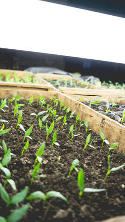 Growing seedlings in wooden and cardboard boxes under white LED lamps at home.の写真素材