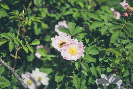 Beautiful blooming wild dog rose bush and bee on a flower in beginning of summer in Ukraine.の写真素材