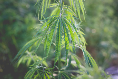 Wonderful view of the cannabis bush in the countryside in the evening