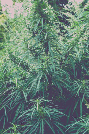 Branch of cannabis and marijuana. Ganja, hemp beautiful treeの写真素材