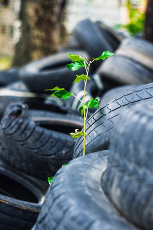 A young green tree makes its way through a bunch of old car tires. A bunch of old tires from used cars. Environmental pollution. Dump tiresの写真素材