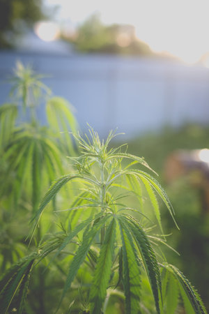 Wonderful view of the cannabis bush in the countryside in the eveningの写真素材