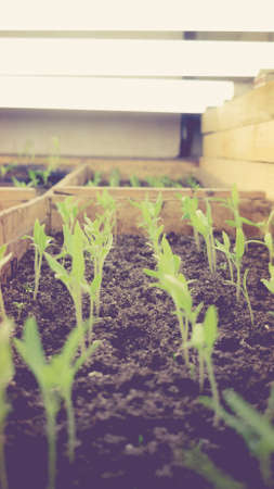 Growing seedlings in wooden and cardboard boxes under white LED lamps at home.の写真素材