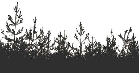 Silhouette of a pine forest and sky. Place for the textの写真素材