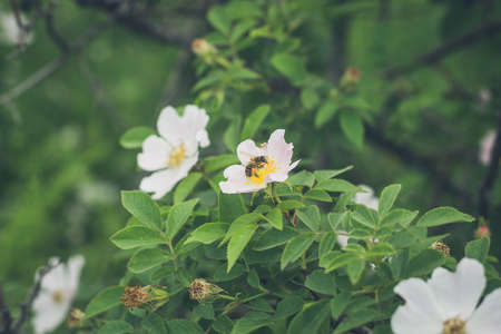 Beautiful blooming wild dog rose bush and bee on a flower in beginning of summer in Ukraine.の写真素材
