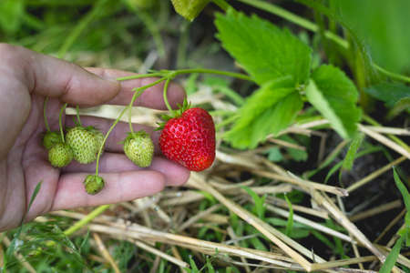 Ripe red strawberries in a garden bed in a small home garden.の写真素材