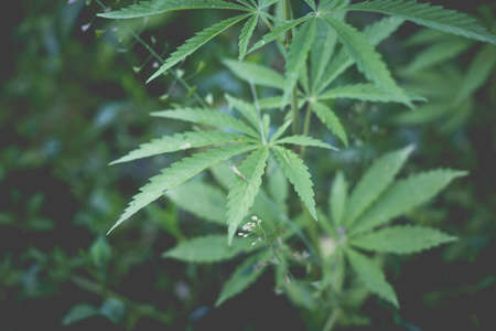 Wonderful view of the cannabis bush in the countryside in the eveningの写真素材