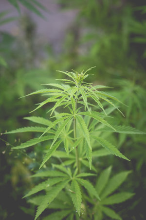 Wonderful view of the cannabis bush in the countryside in the eveningの写真素材