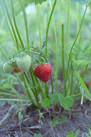 Ripe red strawberries in a garden bed in a small home garden.の写真素材
