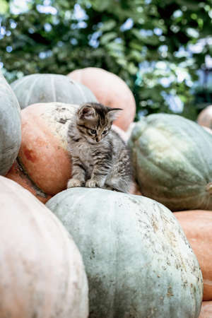 Cute gray kitten sitting on a pile of pumpkins.の写真素材