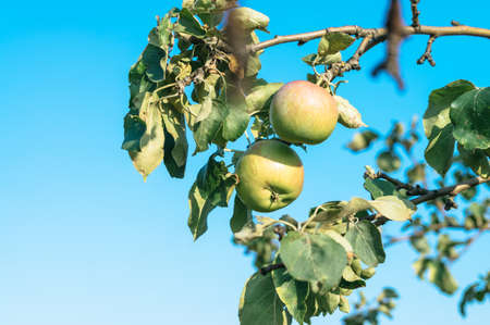 Beautiful, ripe, tasty apples on a tree branch in summer at sunset. Stylish, toned photo.の写真素材