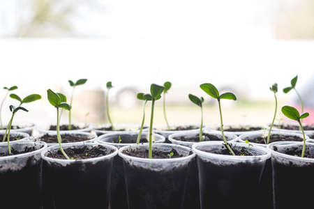 Cucumber seedlings are prepared for greenhouse planting. Home gardening concept.の写真素材