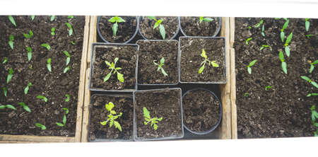 Growing seedlings in wooden and cardboard boxes under white LED lamps at home.の写真素材