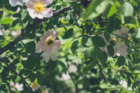 Beautiful blooming wild dog rose bush and bee on a flower in beginning of summer in Ukraine.の写真素材
