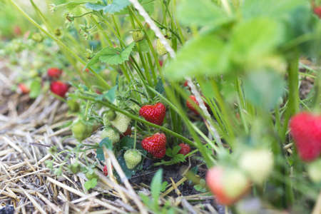 Ripe red strawberries in a garden bed in a small home garden.の写真素材