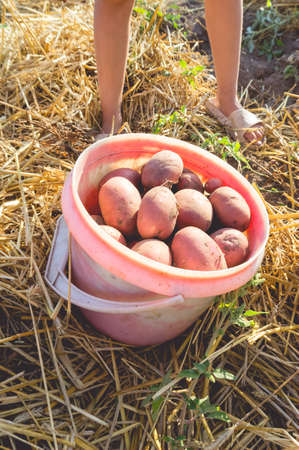 The process of digging up potatoes in home garden. A pink bucket filled with freshly harvested potatoes.の写真素材
