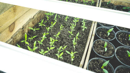 Growing seedlings in wooden and cardboard boxes under white LED lamps at home.の写真素材